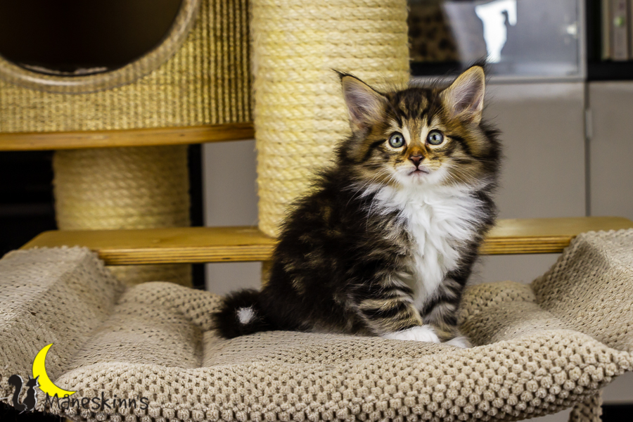 Gismo (50 Tage alt)