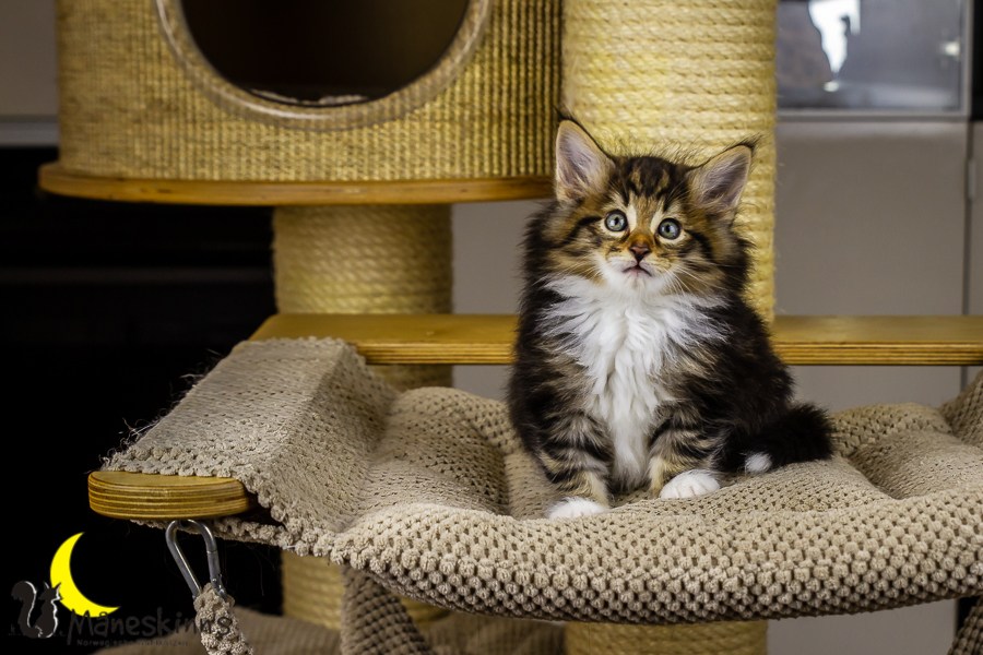 Gismo (50 Tage alt)