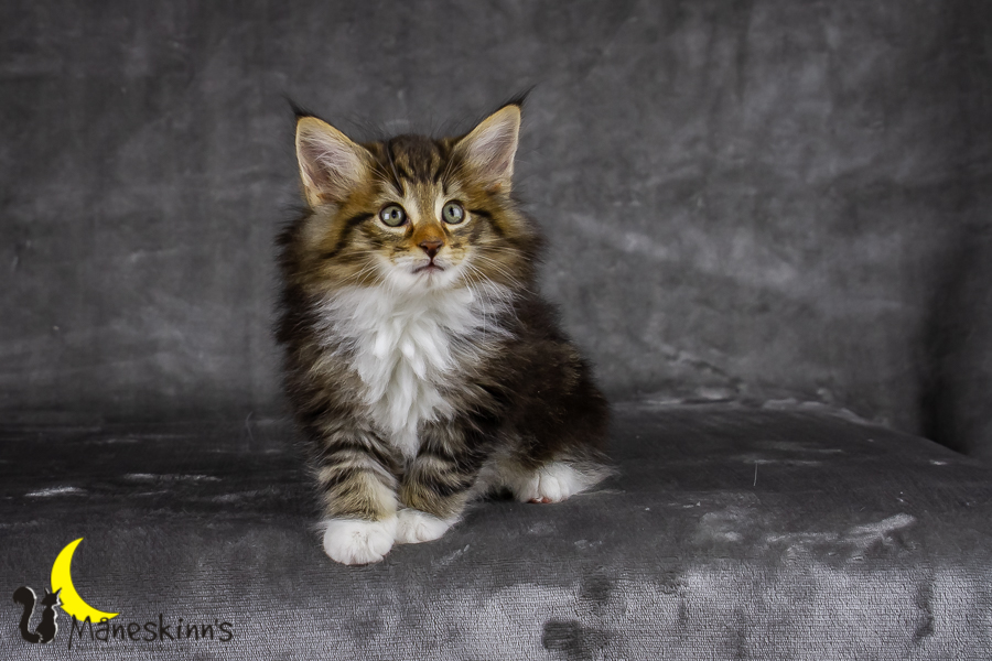 Gismo (56 Tage alt)