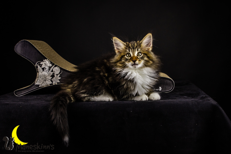 Gismo (71 Tage alt)