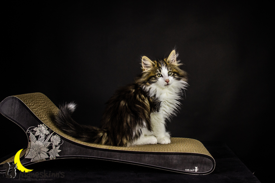 Gunnar (71 Tage alt)