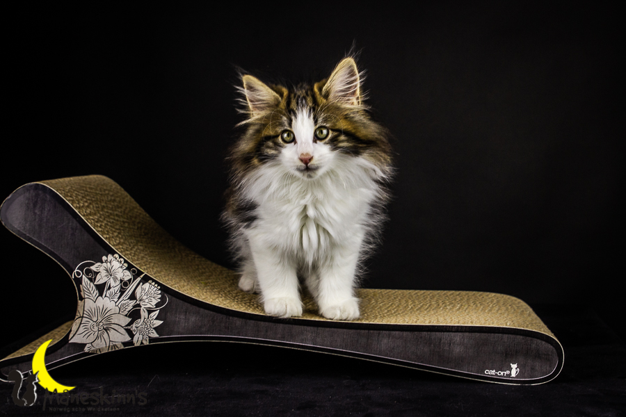 Gunnar (71 Tage alt)