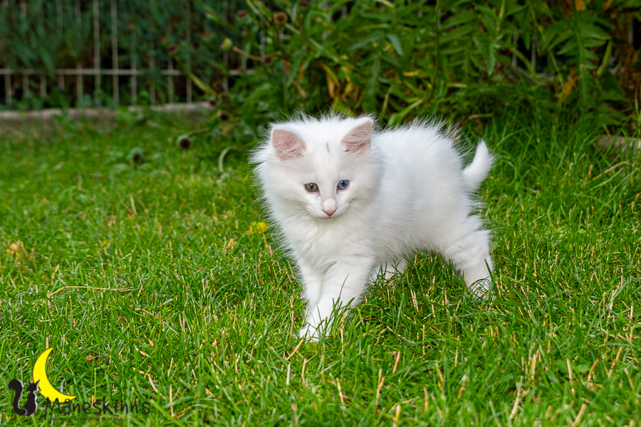 Ivan (63 Tage alt)