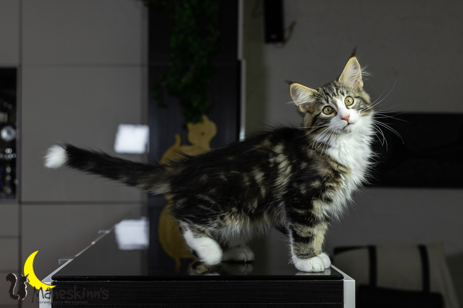 Jette (85 Tage alt)