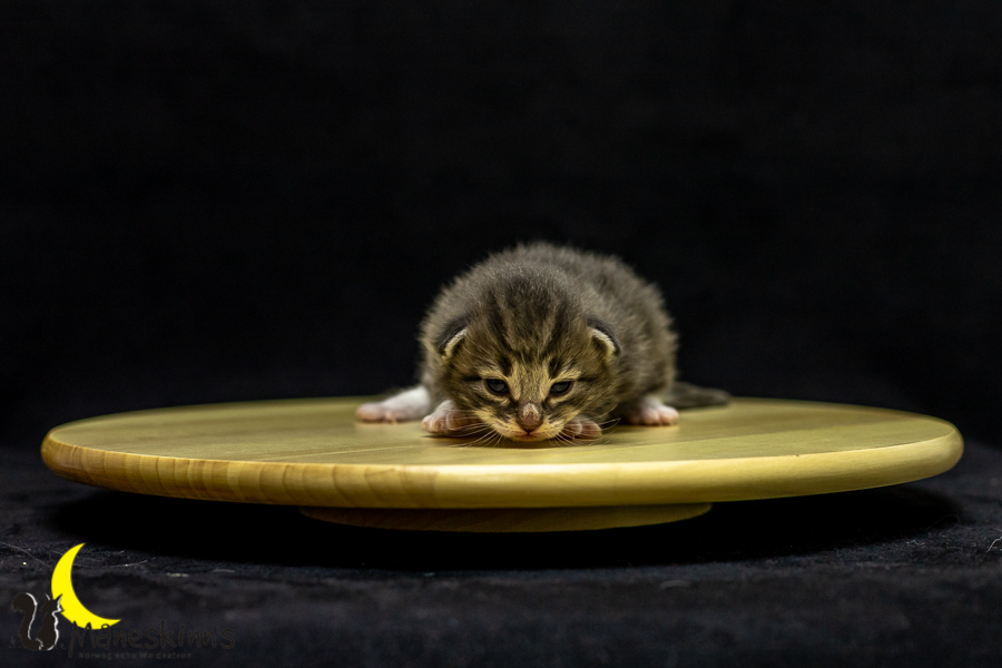 Keldan (14 Tage alt)