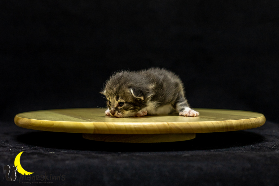 Keldan (14 Tage alt)