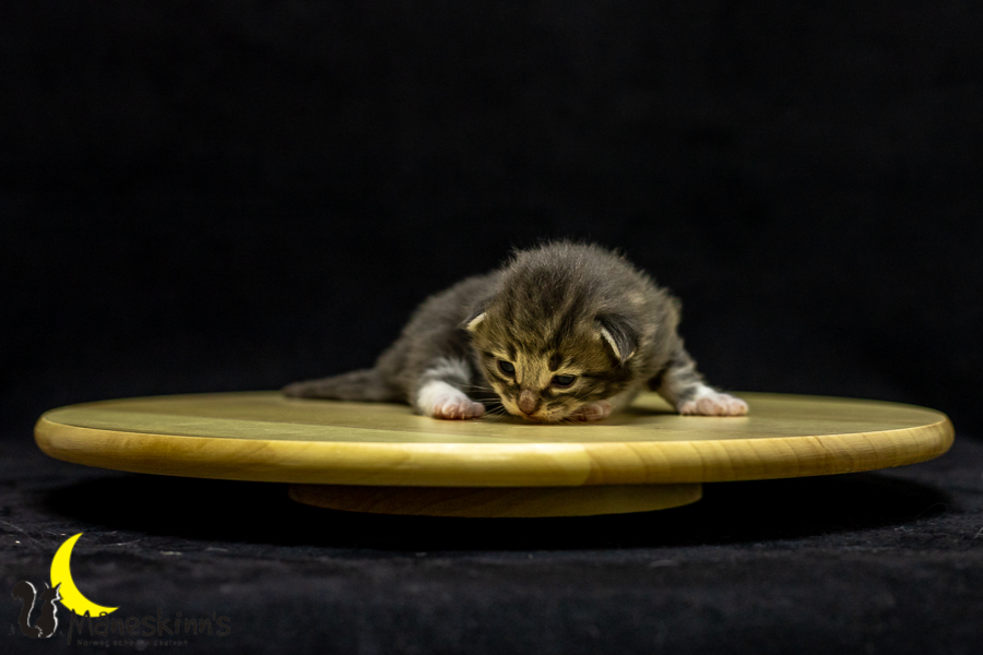 Keldan (14 Tage alt)