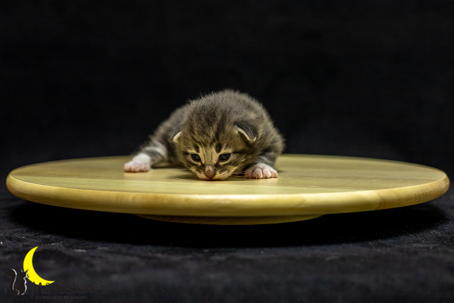 Keldan (14 Tage alt)