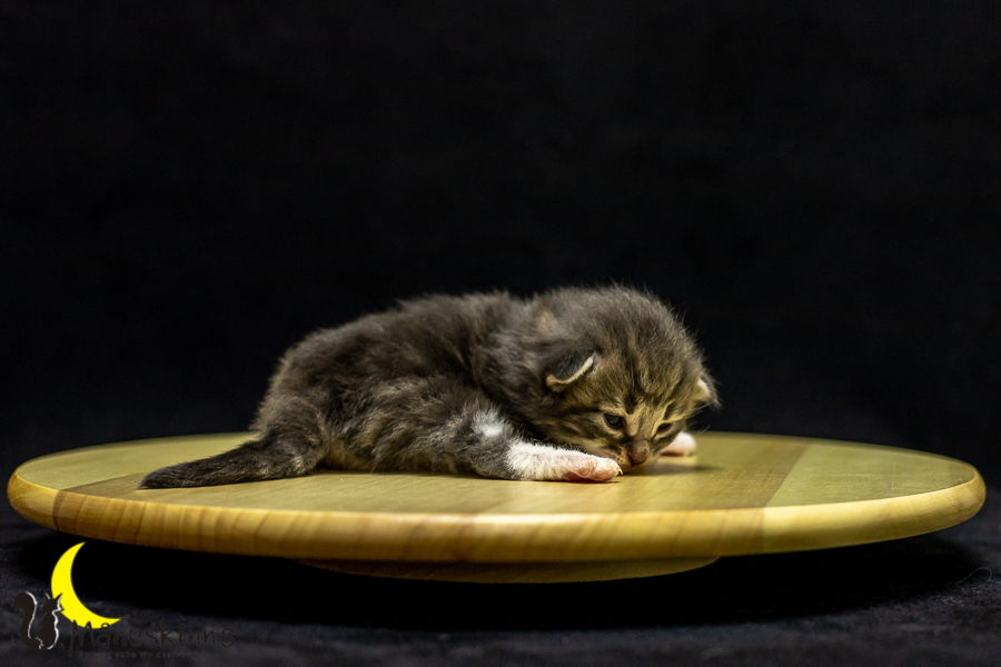 Keldan (14 Tage alt)