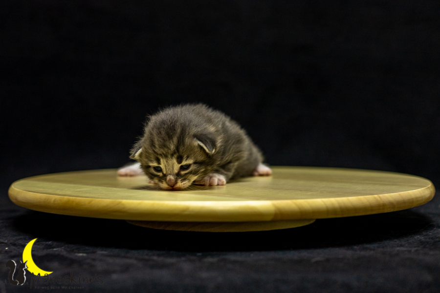 Keldan (14 Tage alt)