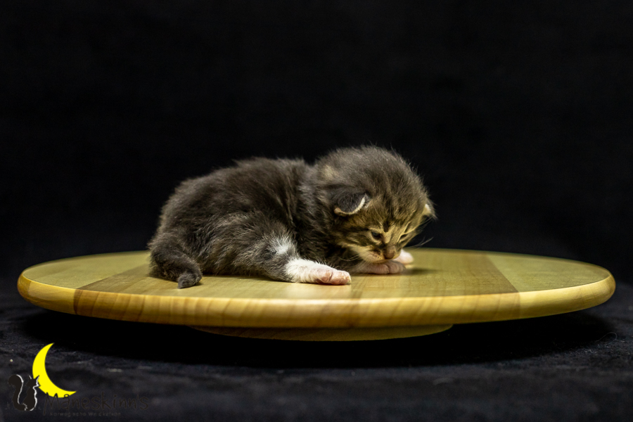 Keldan (14 Tage alt)