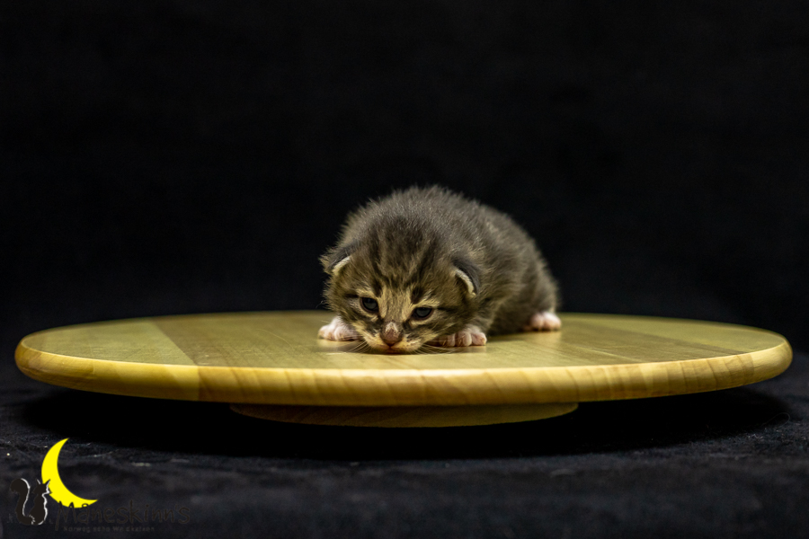 Keldan (14 Tage alt)