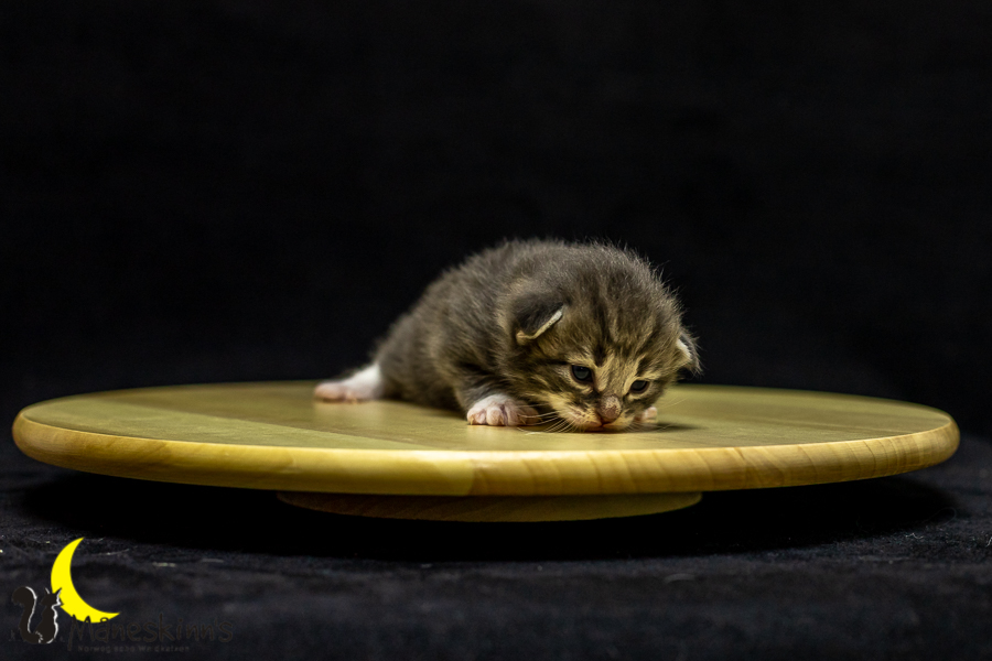 Keldan (14 Tage alt)