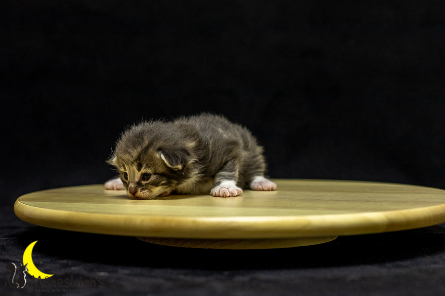 Keldan (14 Tage alt)