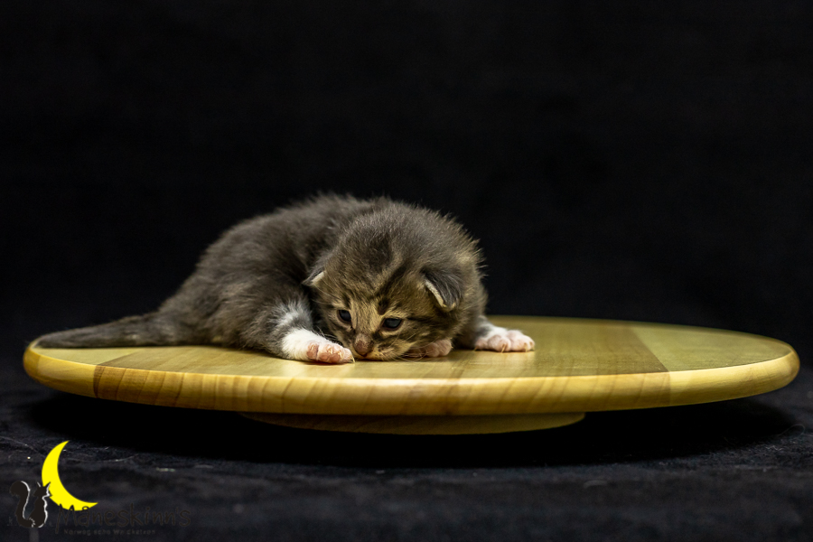 Keldan (14 Tage alt)