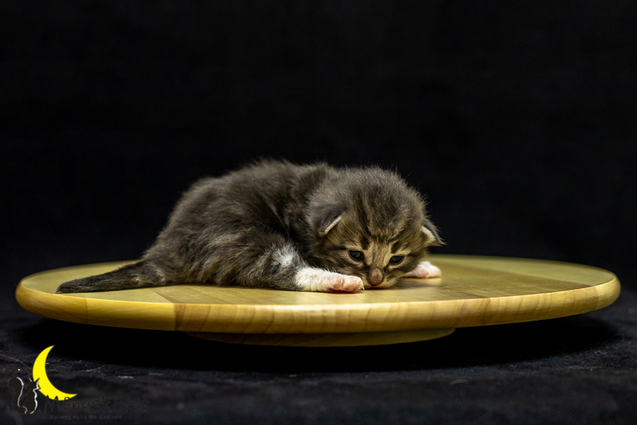 Keldan (14 Tage alt)