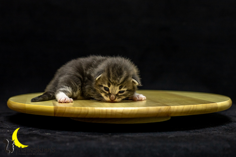 Keldan (14 Tage alt)