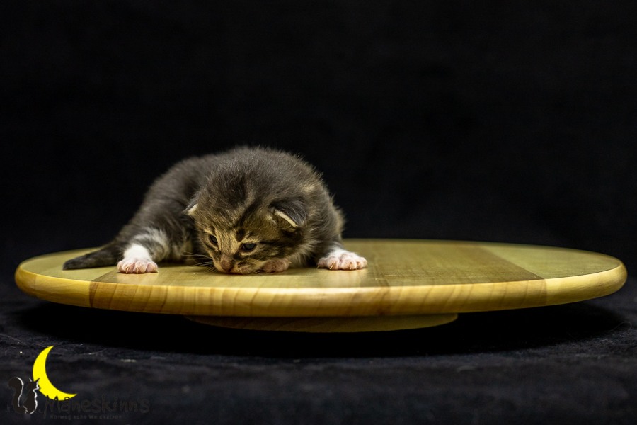 Keldan (14 Tage alt)