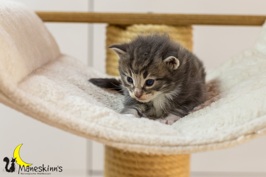 Keldan (20 Tage alt)