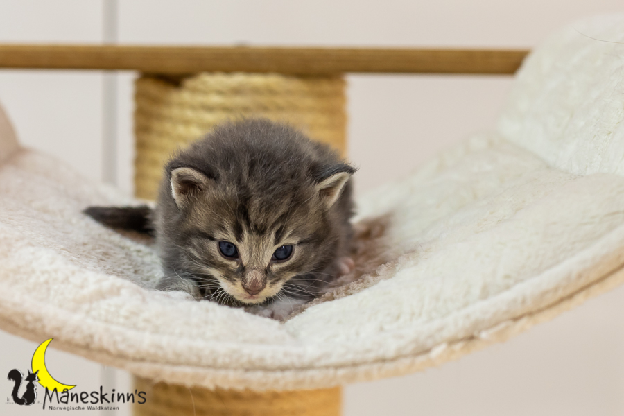 Keldan (20 Tage alt)