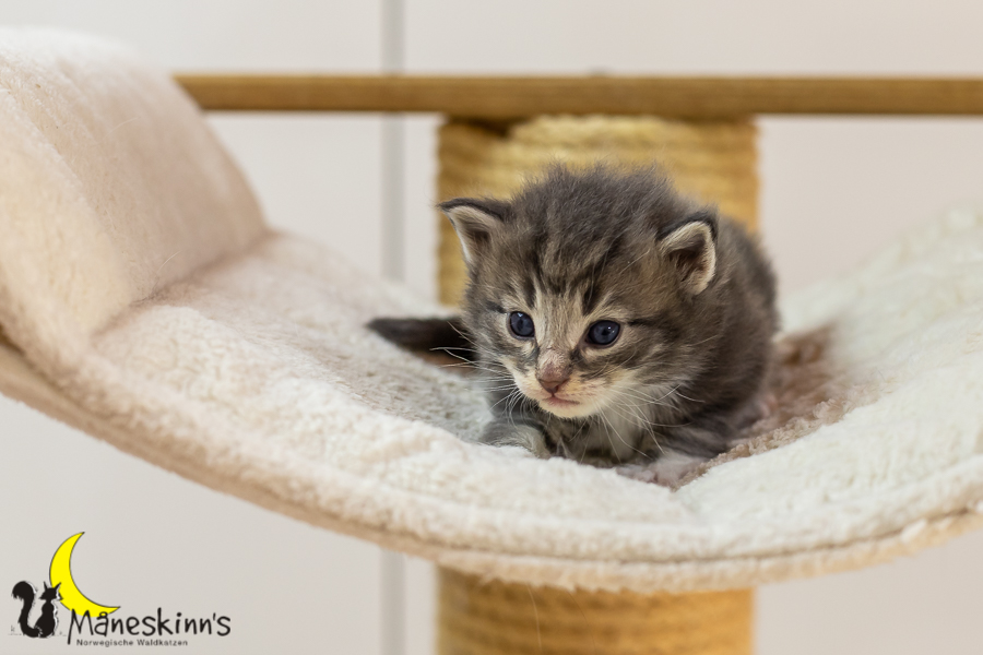 Keldan (20 Tage alt)