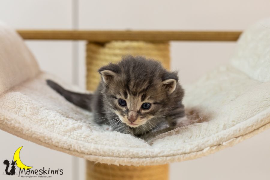 Keldan (20 Tage alt)