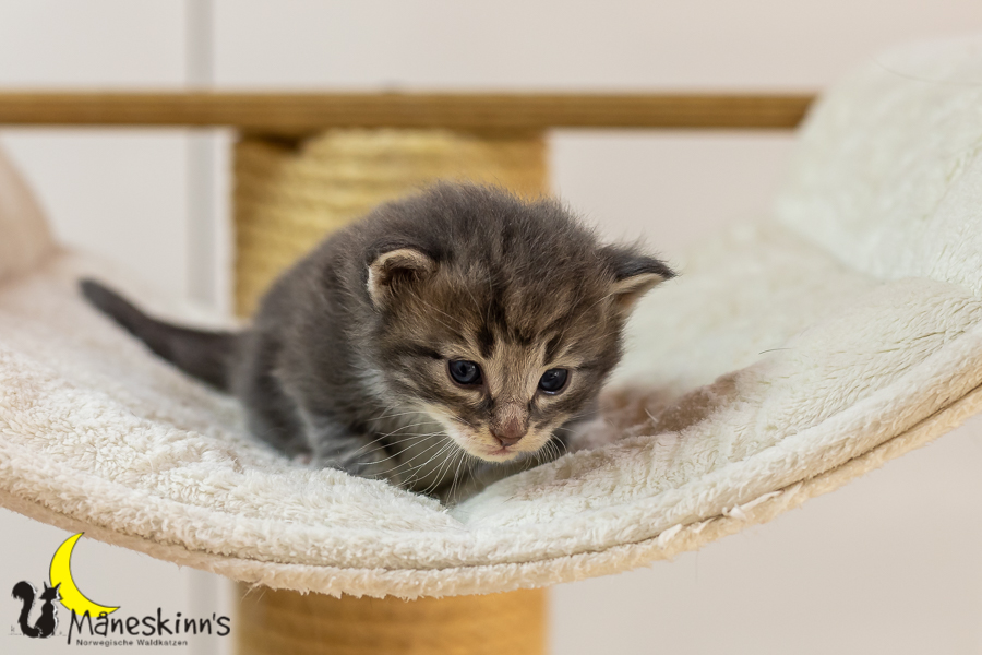 Keldan (20 Tage alt)