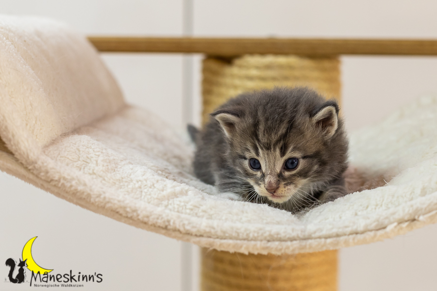 Keldan (20 Tage alt)