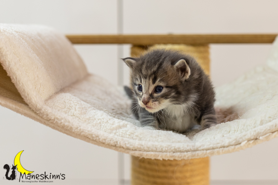 Keldan (20 Tage alt)