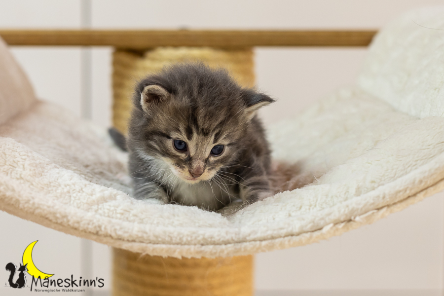 Keldan (20 Tage alt)