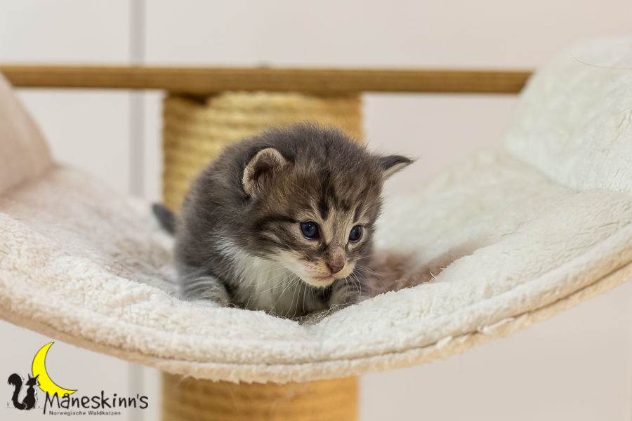 Keldan (20 Tage alt)