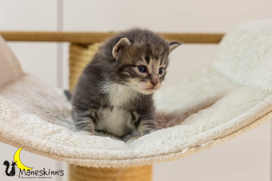 Keldan (20 Tage alt)