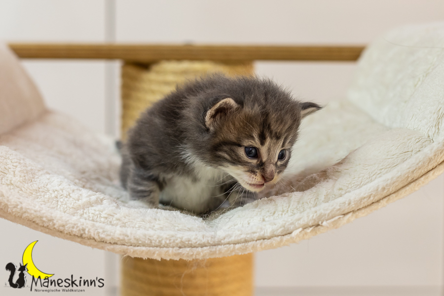 Keldan (20 Tage alt)