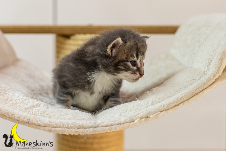 Keldan (20 Tage alt)