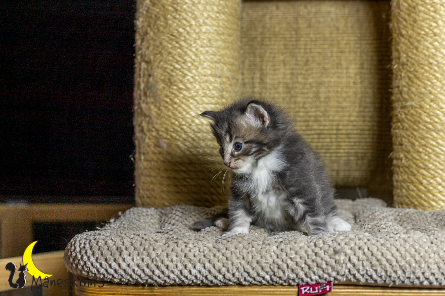 Keldan (27 Tage alt)