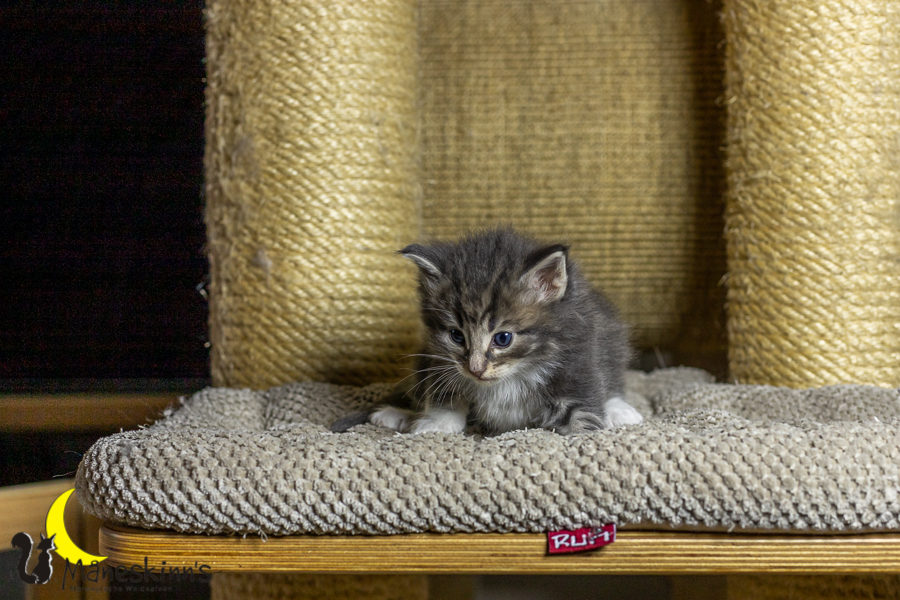 Keldan (27 Tage alt)