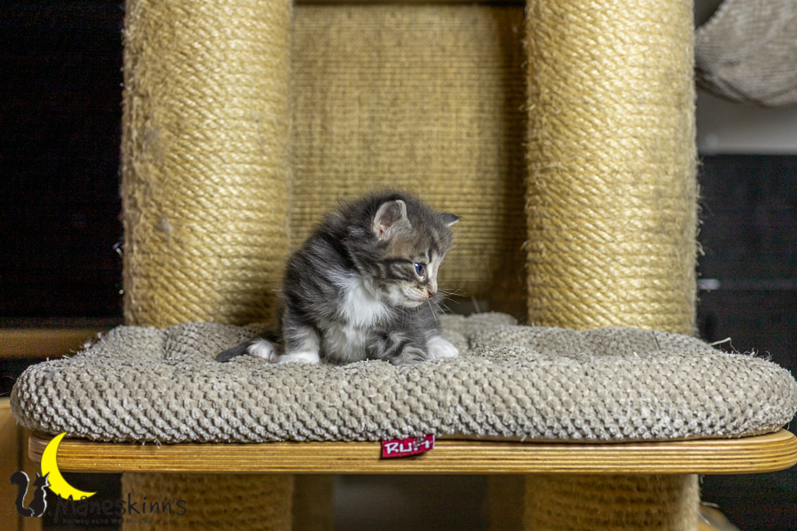 Keldan (27 Tage alt)