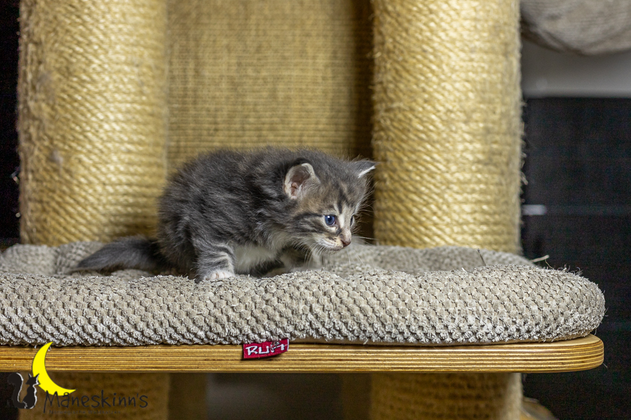 Keldan (27 Tage alt)