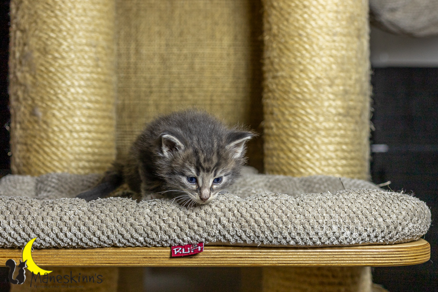 Keldan (27 Tage alt)