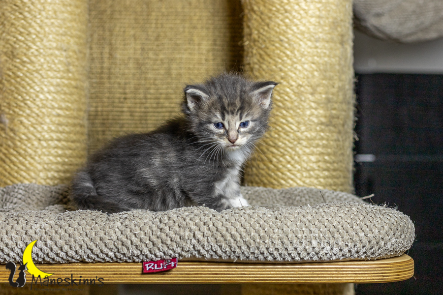 Keldan (27 Tage alt)