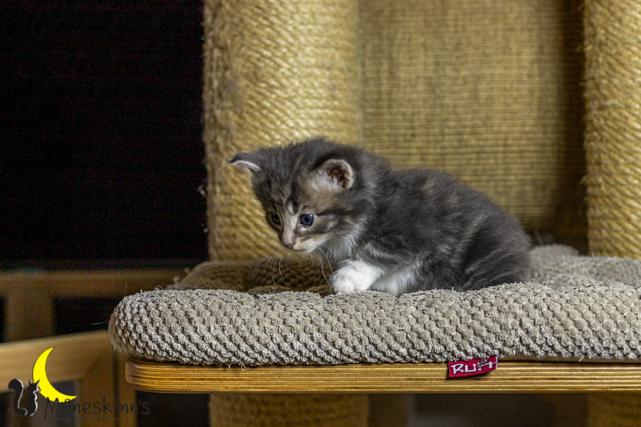 Keldan (27 Tage alt)