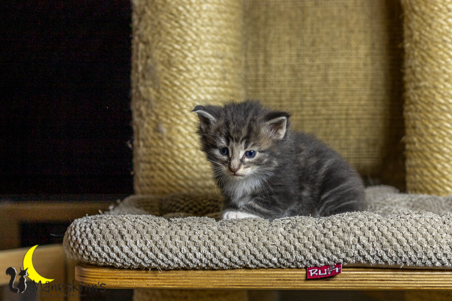 Keldan (27 Tage alt)