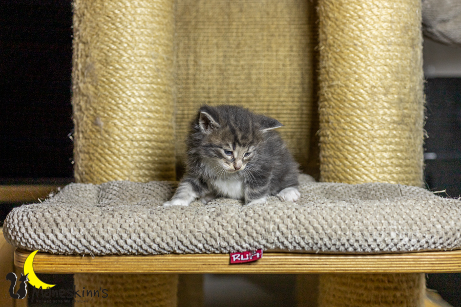 Keldan (27 Tage alt)