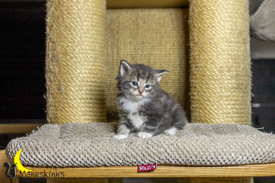 Keldan (27 Tage alt)