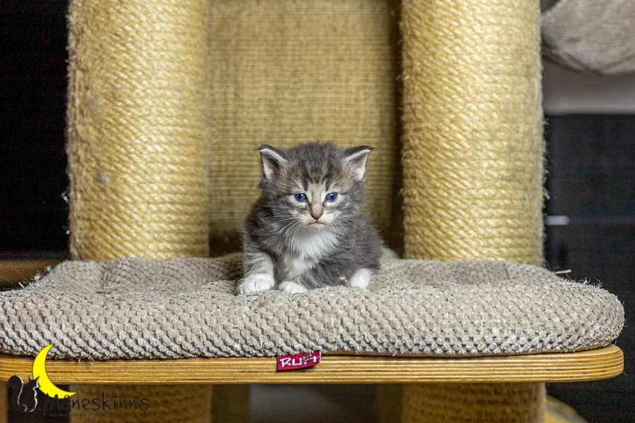 Keldan (27 Tage alt)