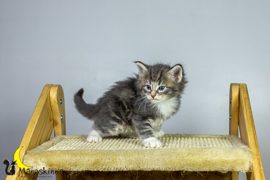 Keldan (34 Tage alt)