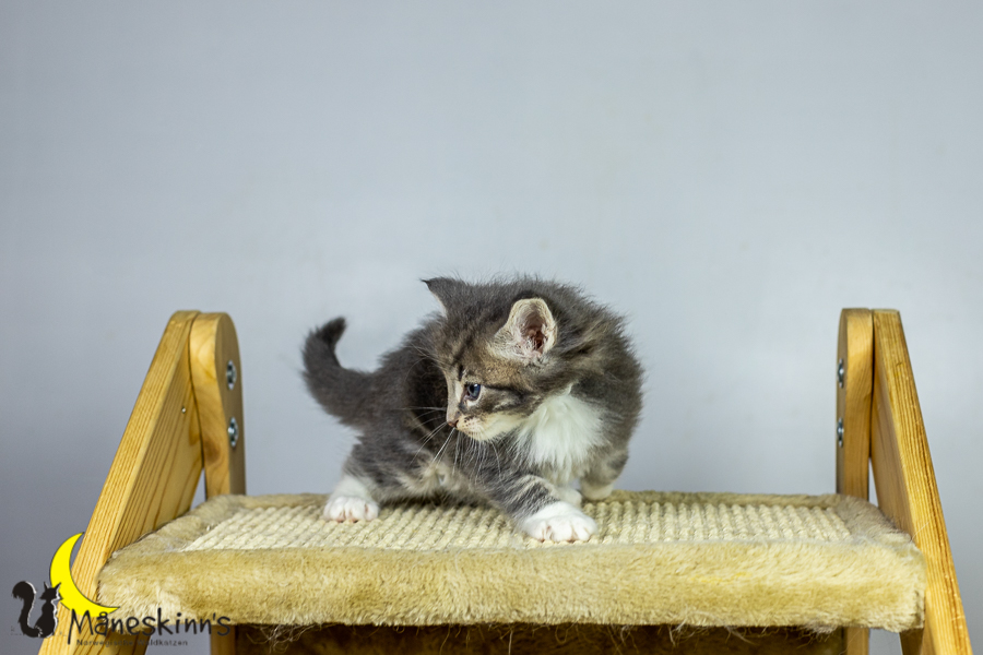 Keldan (34 Tage alt)