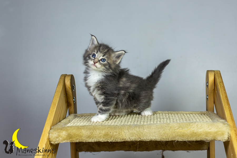 Keldan (34 Tage alt)