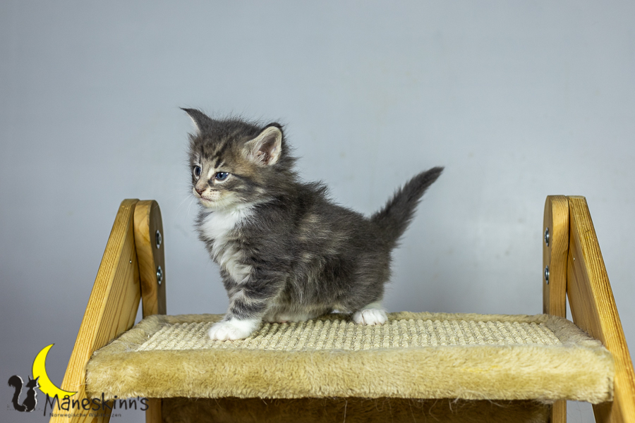 Keldan (34 Tage alt)