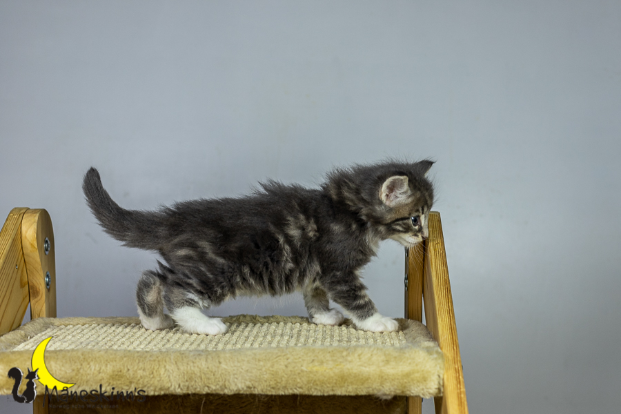 Keldan (34 Tage alt)